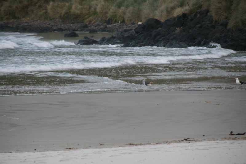 Nieuw-Zeeland 2011 - 2071